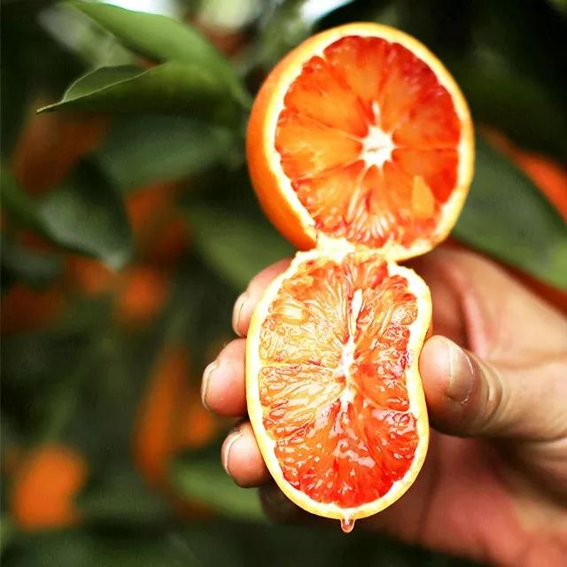 副区长带货苹果,副区长带货