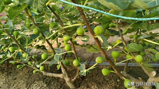 不求外在荣华，只求在基督里长进！关于无花果，你知道多少？