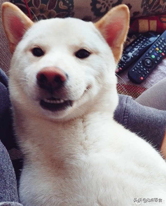 柴犬吃的狗粮推荐,柴犬推荐吃的狗粮品种