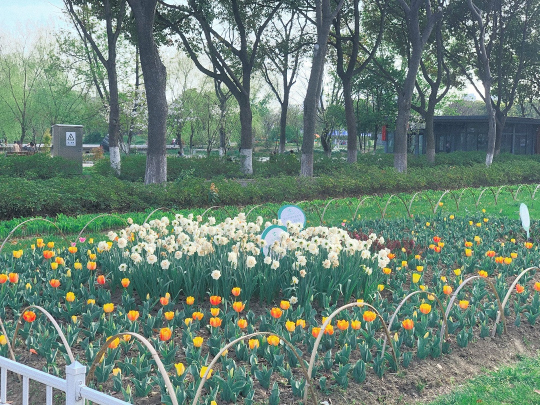 情侣园南京最近风景,南京玄武湖情侣园拍照攻略