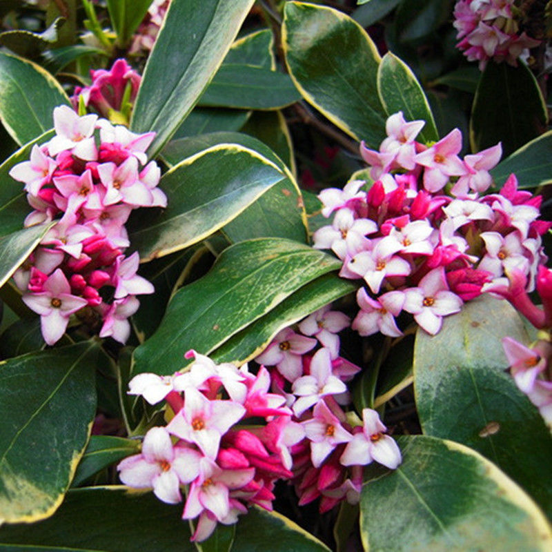 瑞香花与金边瑞香花谁香,好看的金边牡丹花