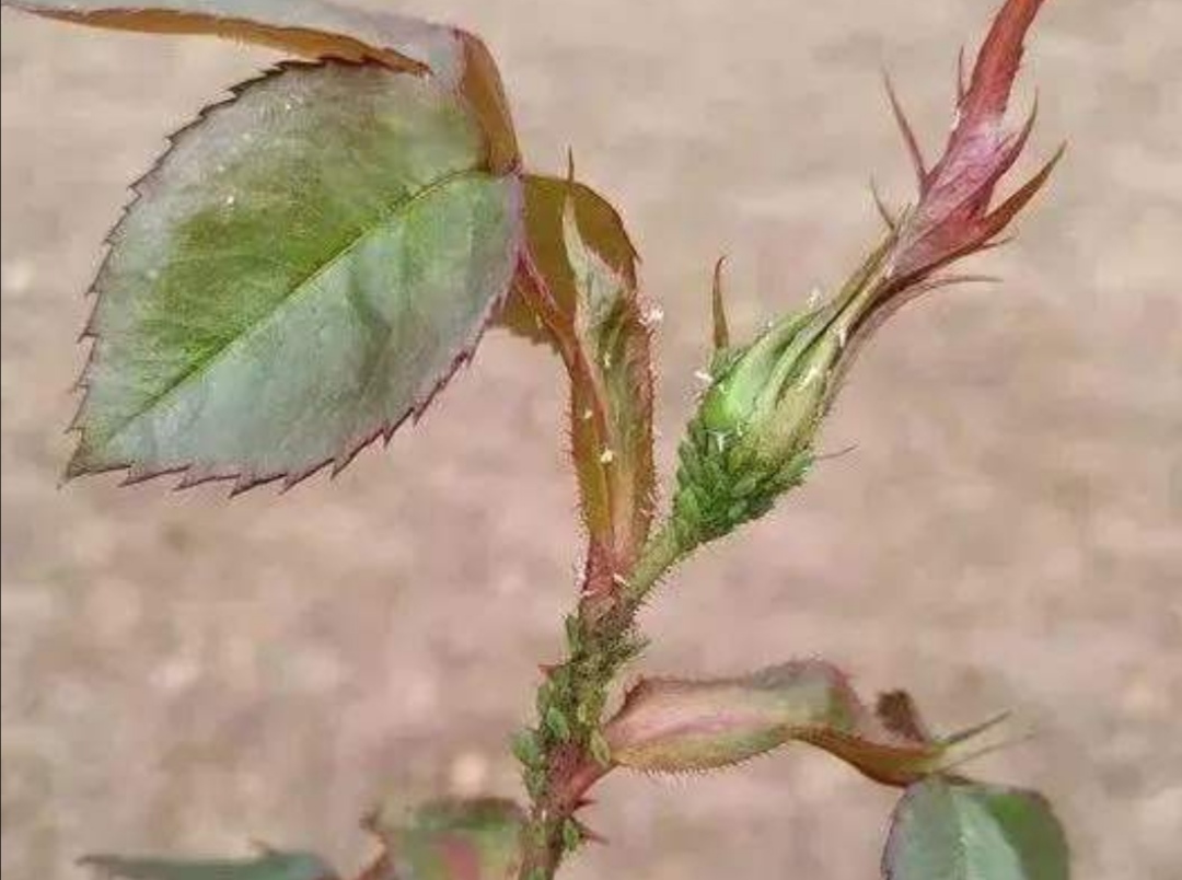 怎么预防花卉生虫,花卉里的虫子怎么治理最好