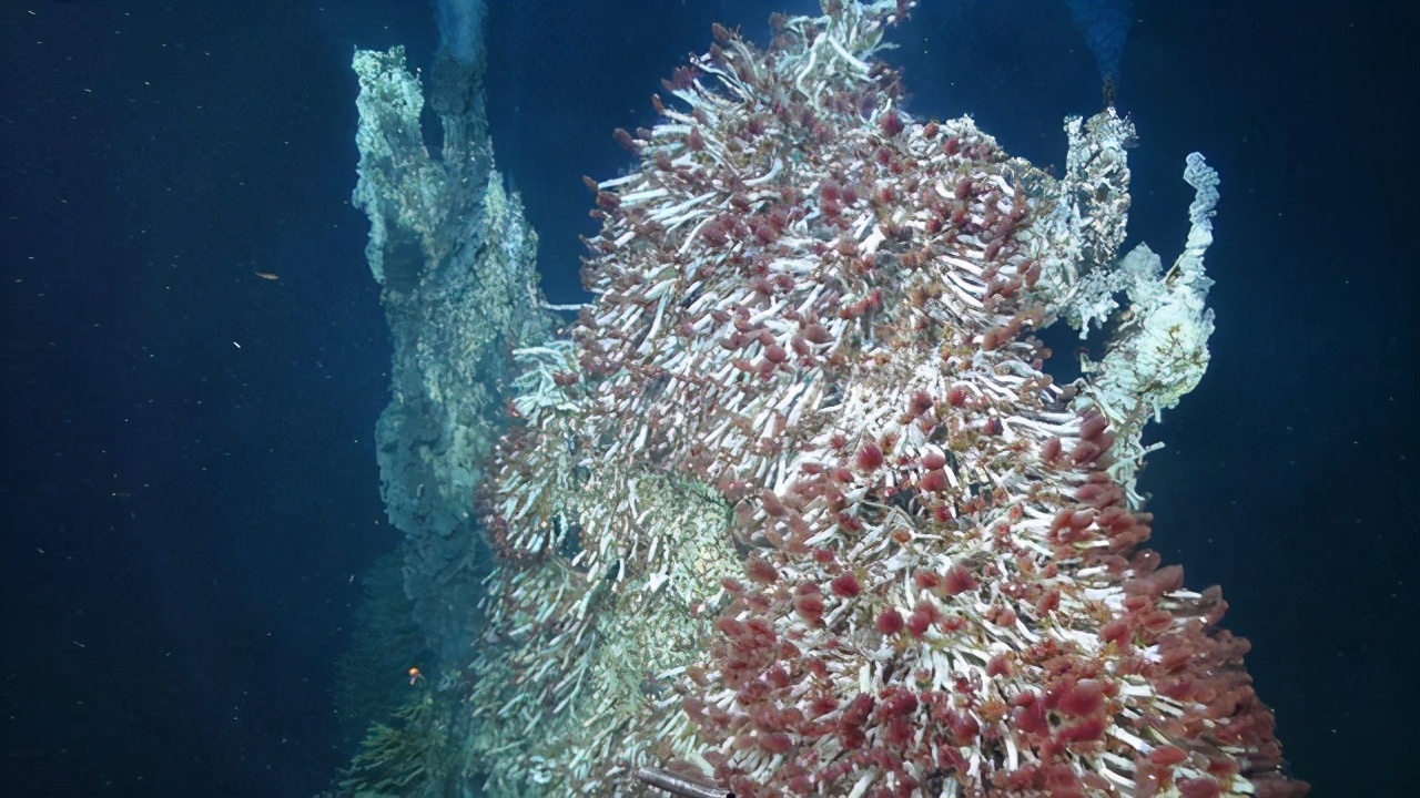 海底400度火山口的虾上岸,海底450度的虾怎么煮熟