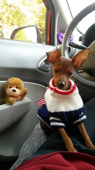 伸舌头的小鹿犬,爱洗澡的小鹿犬