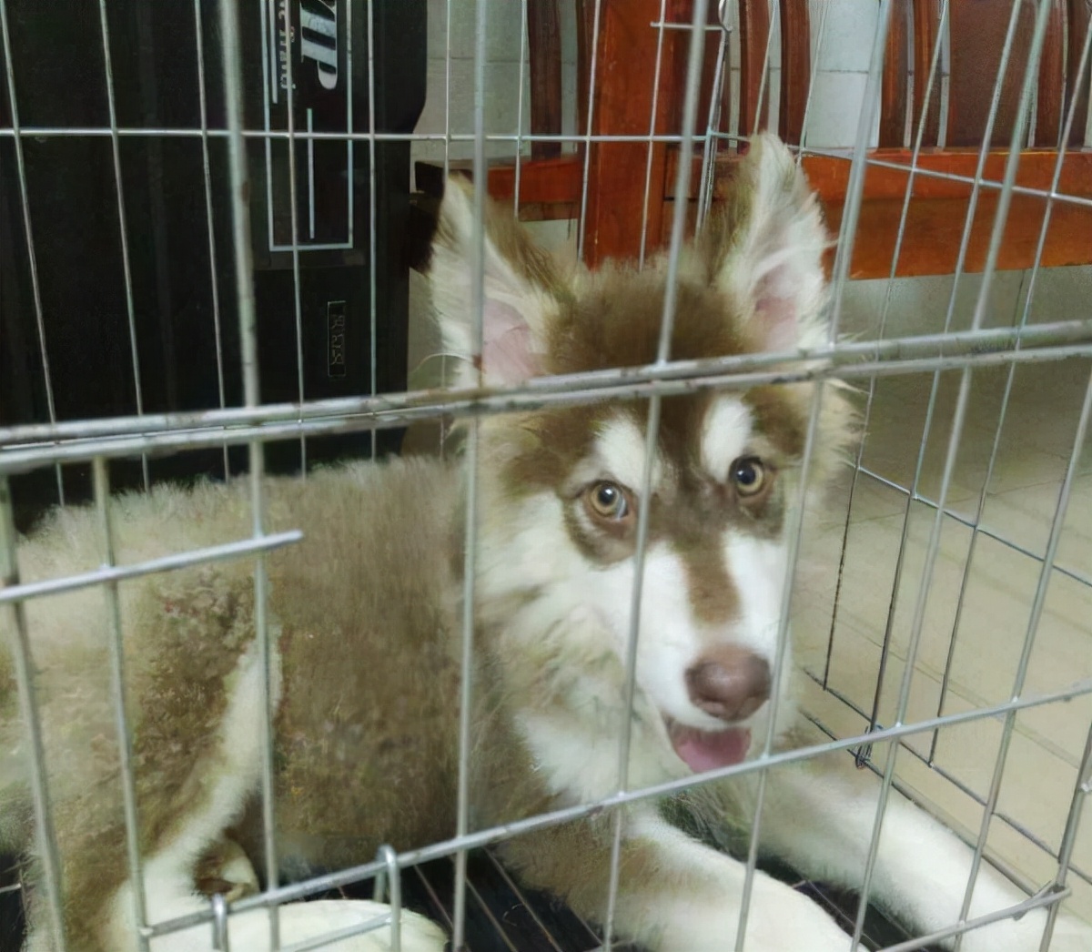 阿拉斯加太瘦了怎么增肥,阿拉斯加太瘦了怎么办