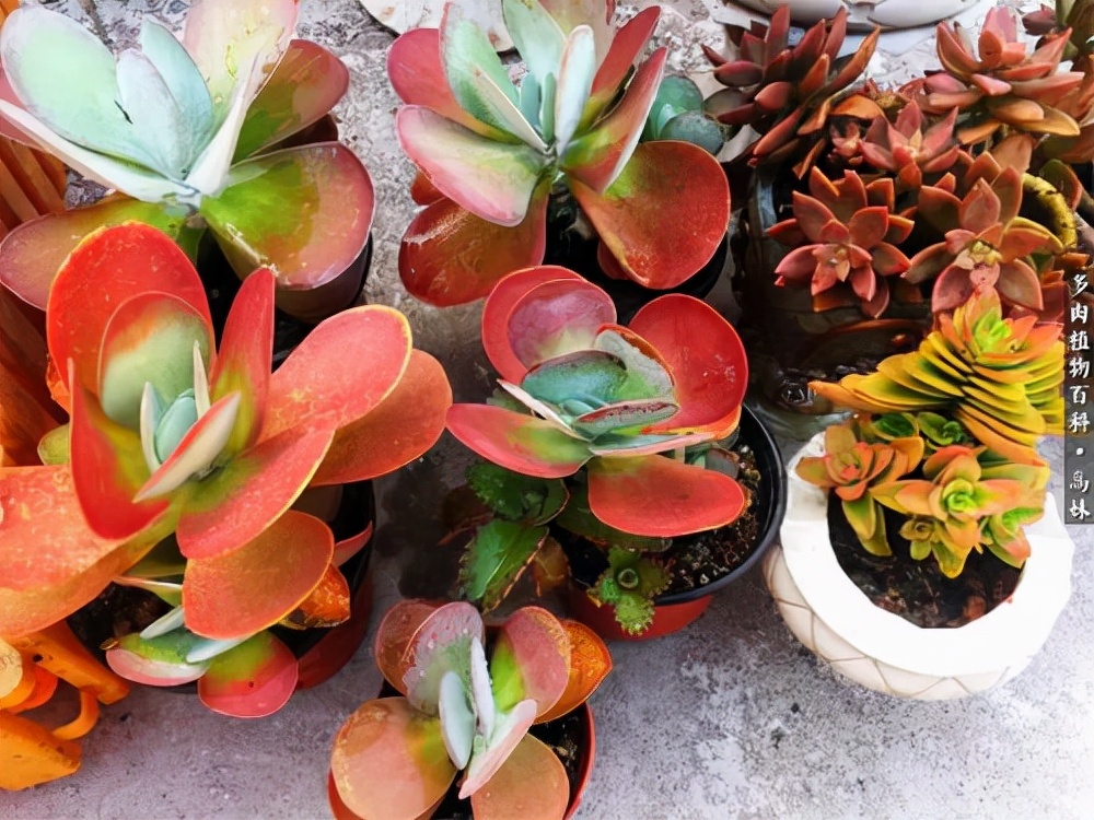 他养多肉10多年,总结出9个易出“高价老桩”的品种,适合新手