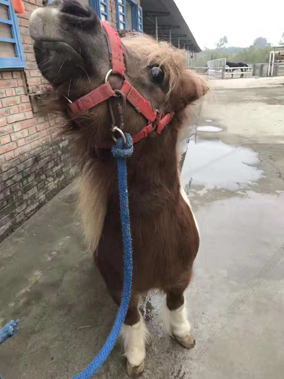 我爱上一匹野马可我家里没有草原,爱上一匹野马家里没有草原啥意思