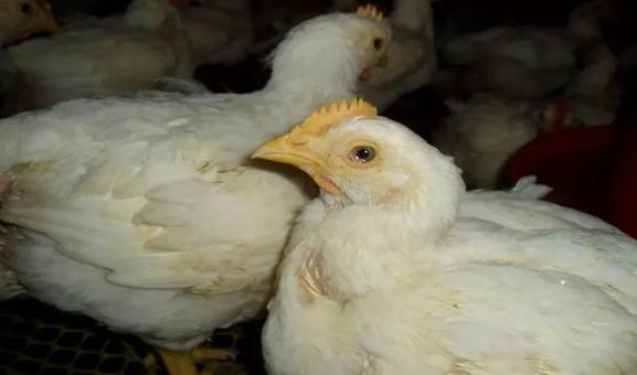 鸡感冒到底是怎么回事?今天咱们就把感冒说清楚