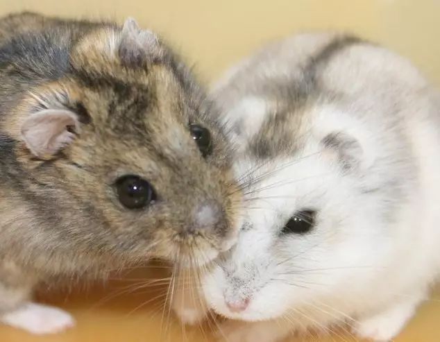 养仓鼠怎么给仓鼠洗澡,仓鼠浴室里仓鼠是怎么洗澡的