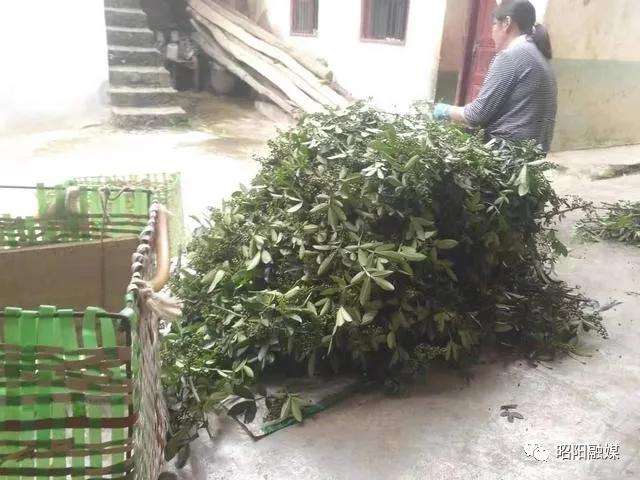 小花椒大产业铺就农民致富路,花椒产业链助农增收方案