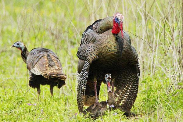 养火鸡需要办理什么手续,养火鸡应该注意些什么