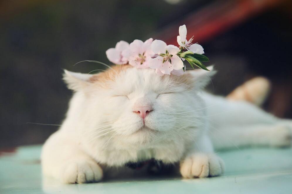 猫咪真的不怕吗,猫咪有5颗犬齿