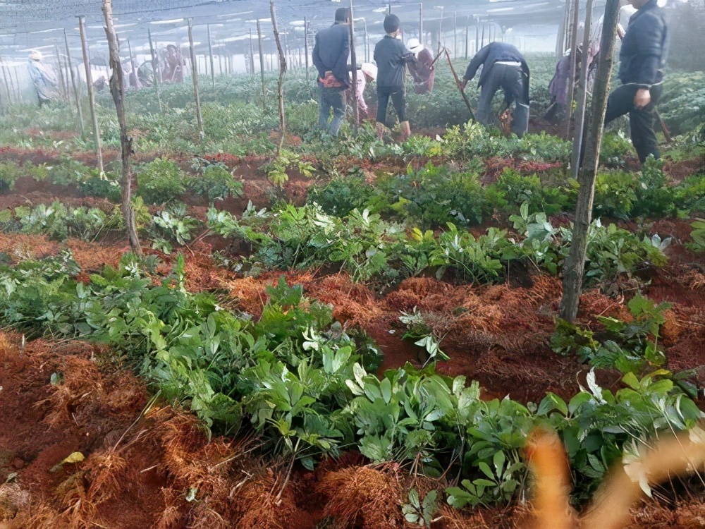 金不换骗局大揭秘,金不换新编戏被群众赶下台