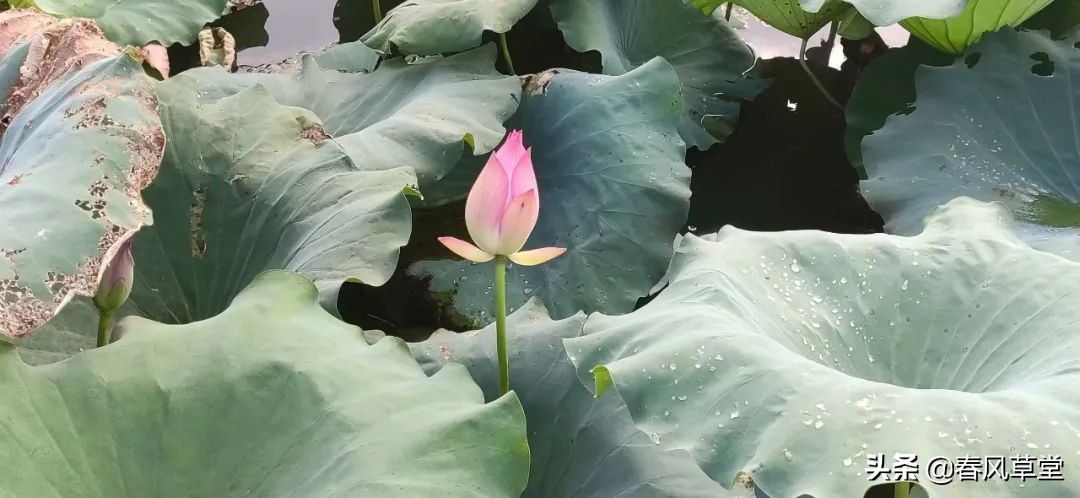 草堂导学||汪宝:书卷多情似故人