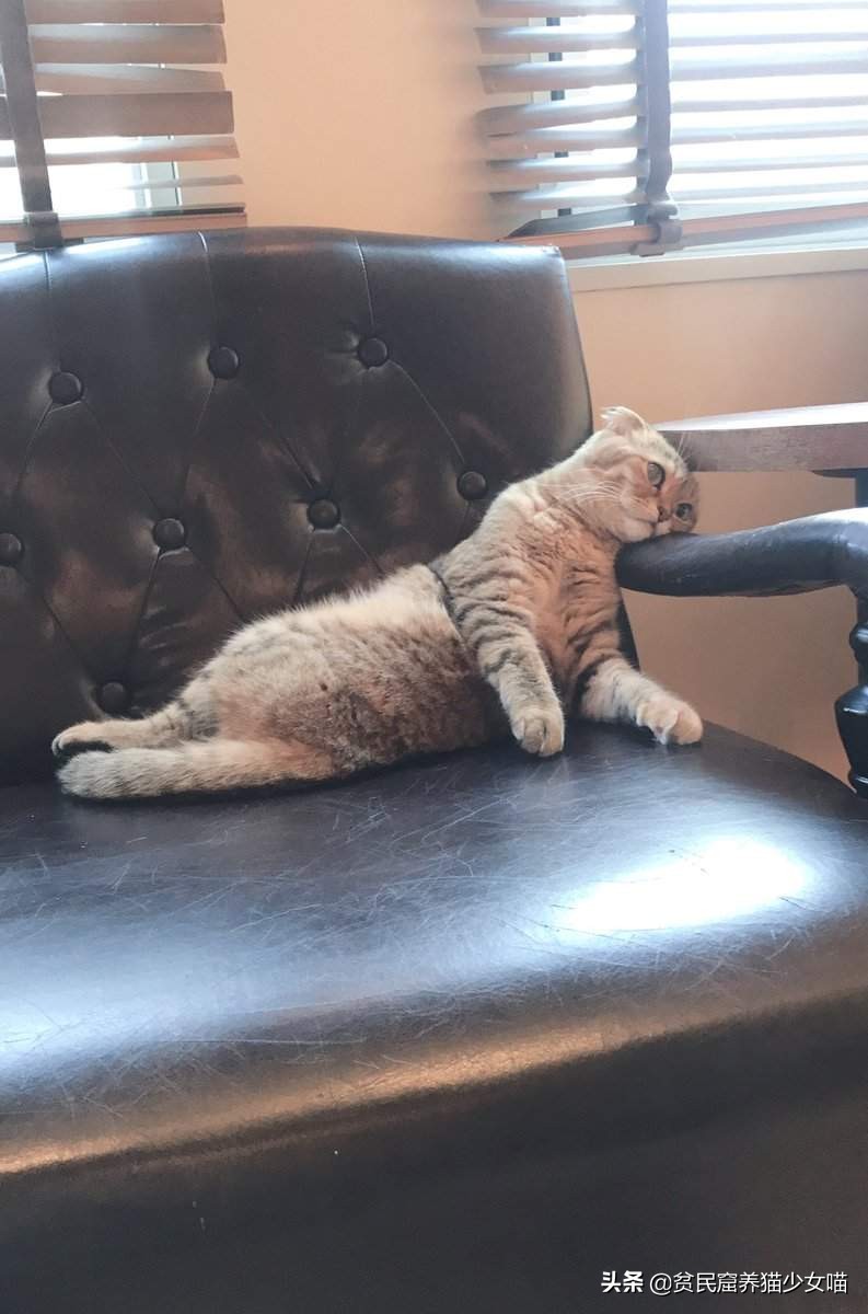 强迫接客，生病被弃，猫咖中猫咪的生存真相，根本没有那么光鲜