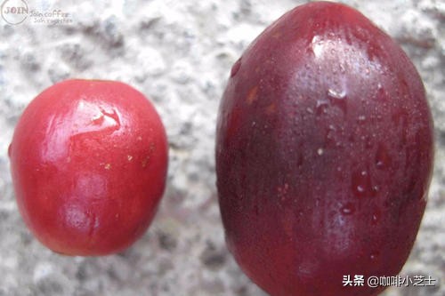 哪种肯尼亚咖啡最好喝,咖啡小知识