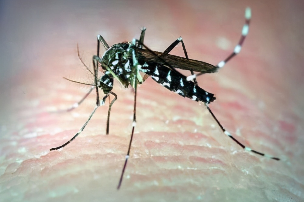 蚊虫叮咬教您几招止痒简单又快速,蚊虫叮咬怎么止痒最快最有效