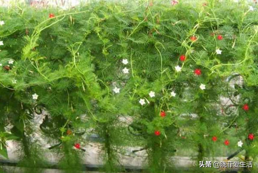 爬墙种植物大全,爬墙类绿植家种