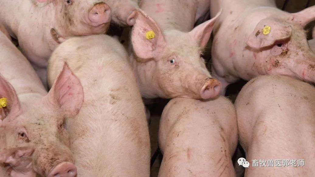如何发现生病的猪?教你6个小技巧