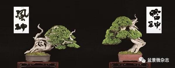 日本黄金光叶榉盆景 (日本风神盆景图片)