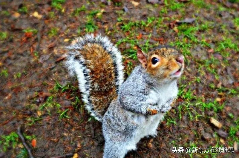 牛津词典是对的吗,牛津词典是英汉词典吗