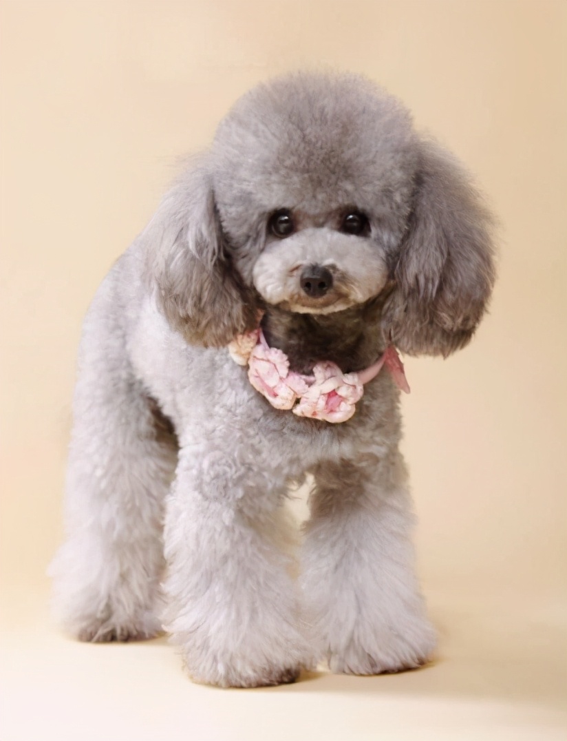 多种颜色香槟泰迪犬,泰迪犬什么颜色好看