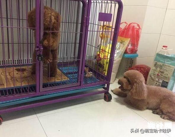 泰迪公犬发情在家怎么安抚,泰迪公犬发情了老是叫怎么办