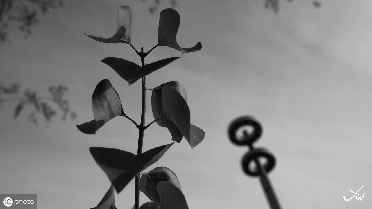 一桩谋杀案背后的深度,一部黑色幽默的悲剧