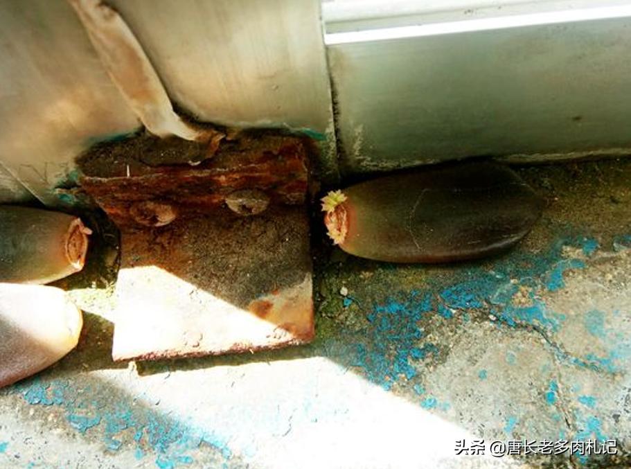 多肉叶插叶片看不到生长点,多肉叶插爆根没爆芽需要浇水吗