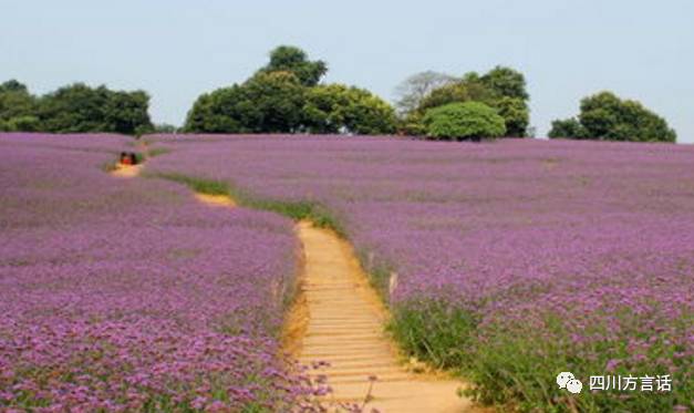 四川石象湖门票,四川景域石象湖景区