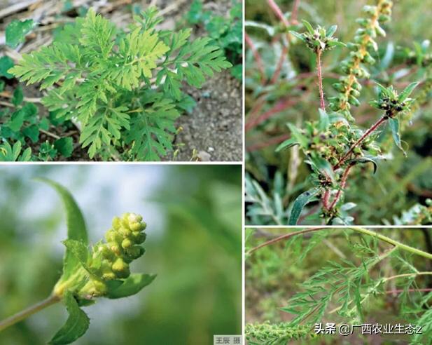 豚草是不是恶性入侵植物,恶性入侵植物
