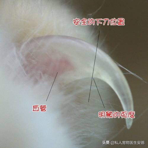 如何避免猫传腹,论猫咪日常护理的必要性