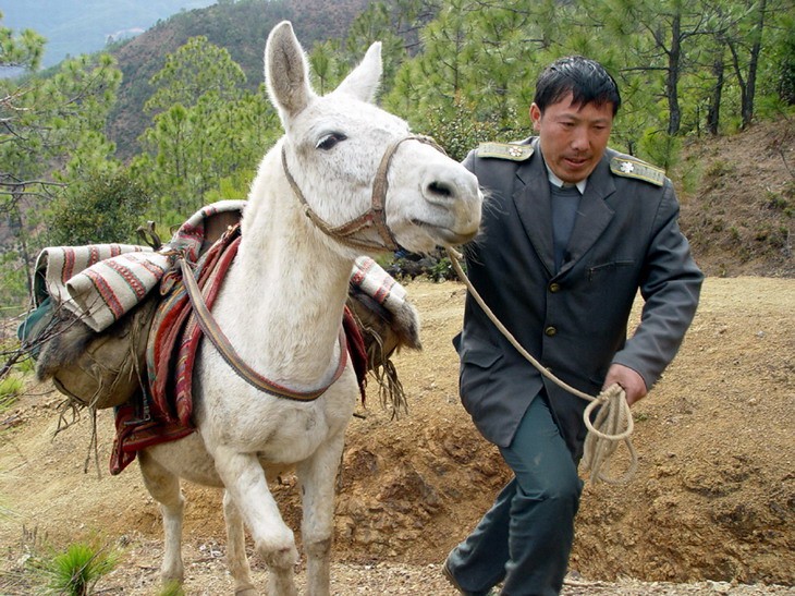 被吐槽龟速的邮政,中国邮政卖奶茶怎么就火了