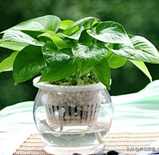 室内水养绿萝怎么养才能更旺盛,水养绿萝的养殖方法及注意事项
