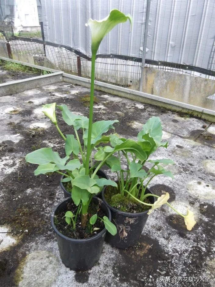 马蹄莲的块茎该种多深才能开花,马蹄莲盆栽养殖方法和注意事项