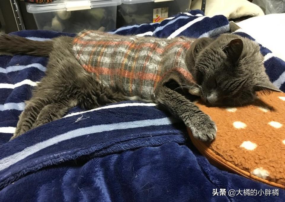 猫咪尿到棉被上怎么处理,棉被被猫咪尿了怎么清洗