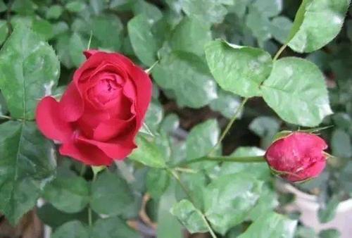 月季花得了黑斑病怎么办,月季花主枝长白粉病如何处理