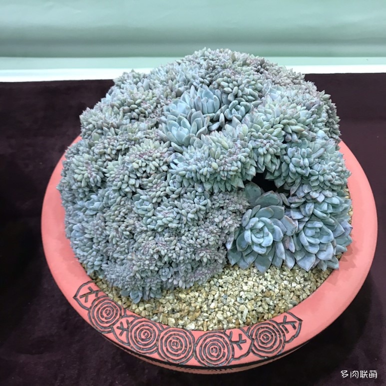 多肉欣赏桃美人,多肉植物欣赏