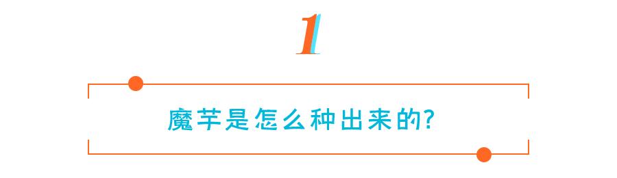 魔芋食品的发展前景,魔芋产品市场前景