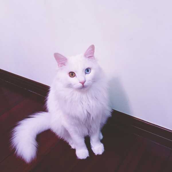 狮子猫的寿命一般多长,狮子猫黑猫寿命