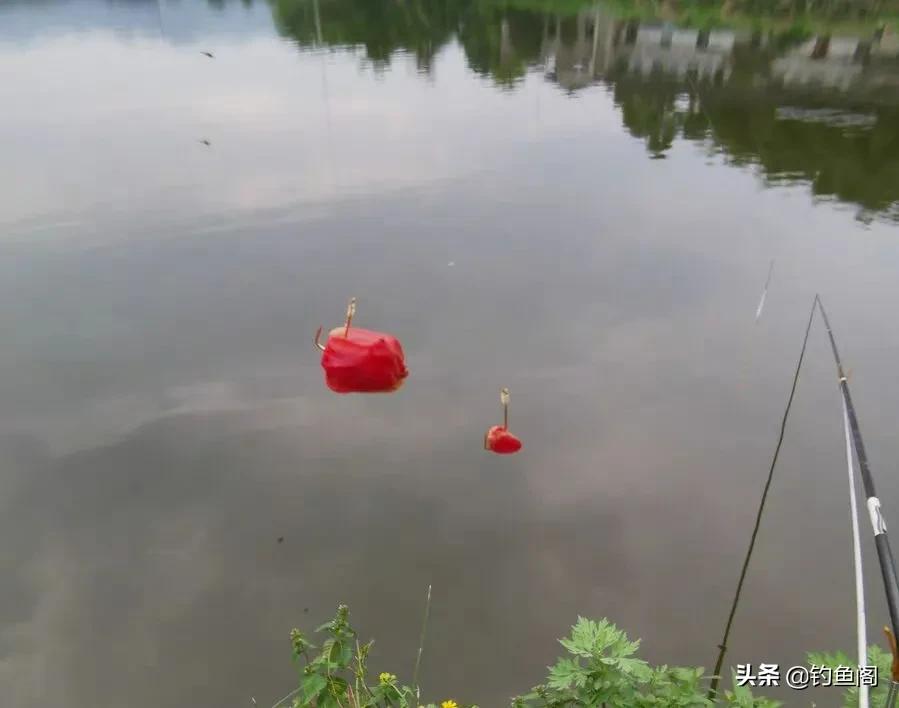 嫩玉米钓鲤鱼会降低鲤鱼警惕性吗,鲤鱼可以用玉米钓了吗