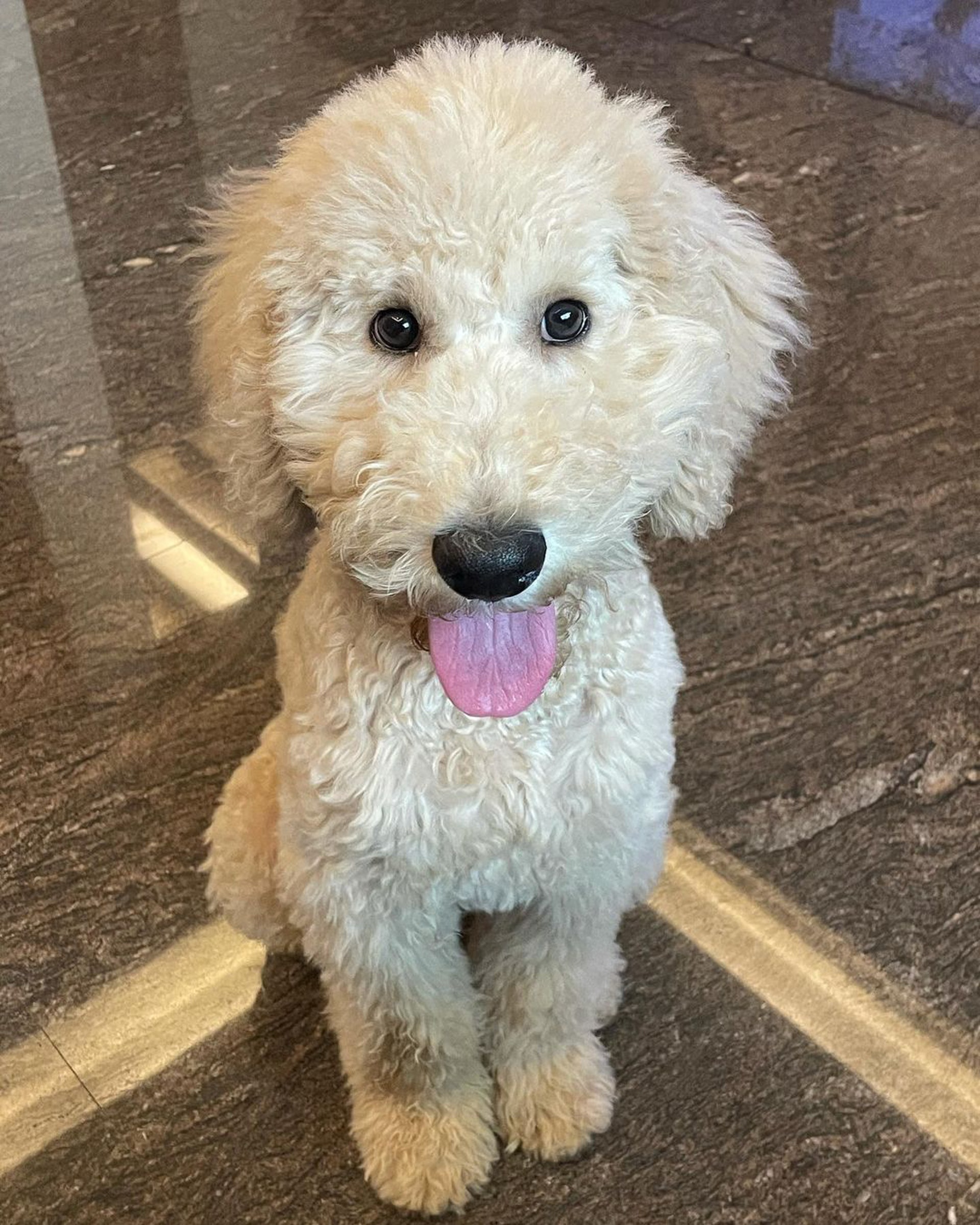 家里两只巨型贵宾犬,巨型贵宾犬发疯