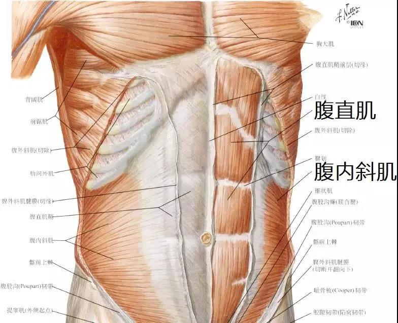 “内脏下垂、子宫脱落、漏尿…”:扒一扒你不知道的网红束腰