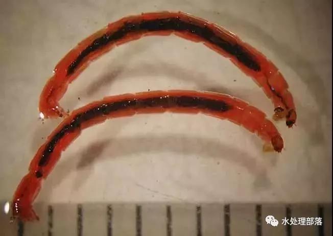 高清丨污水处理微生物图谱