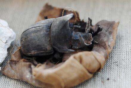 埃及墓里的圣甲虫,埃及金字塔是甲虫之谜