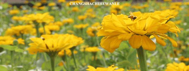 秋天的沙湖美不胜收,洋沙湖旅游