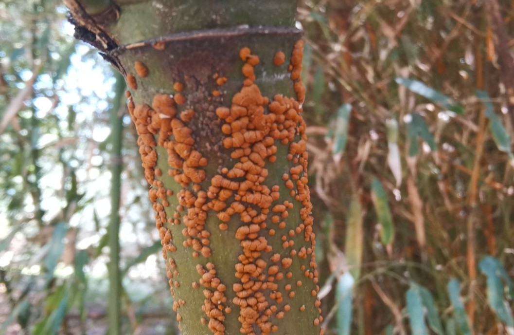 了解竹子的生长过程,竹子都有哪些病虫害