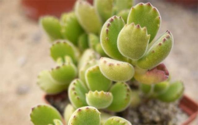 肉肉名字五行属什么,肉肉这个名字招财吗