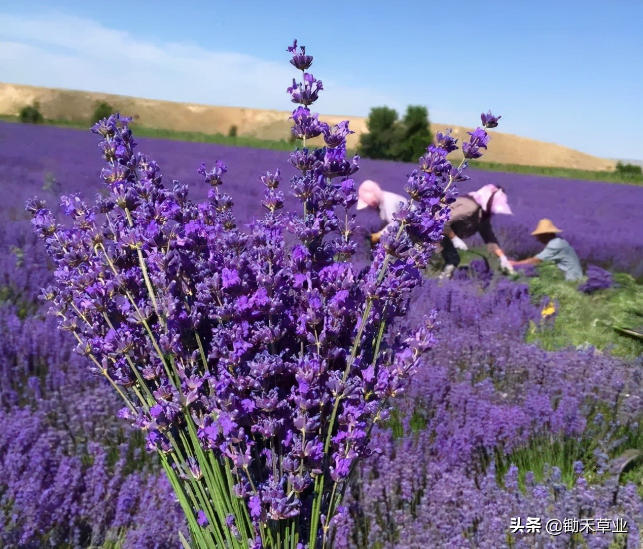 抹不去的记忆-狭叶薰衣草