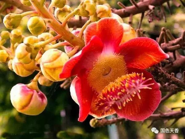 菩提花开观自在,菩提花开见性成佛